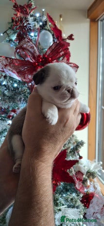 Pug dogs Stunning panda pug puppies - Advert 1