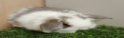 Mini Lop rabbits for sale: Vaccinated baby Mini Lops -with new vaccine Yurvac - Advert 3