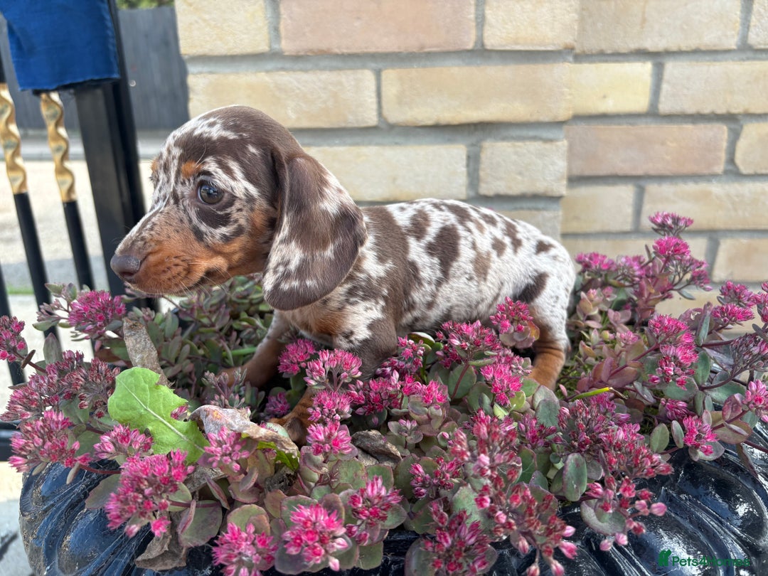 Miniature Dachshund dogs for sale: Miniature Dutch hound - Image 10