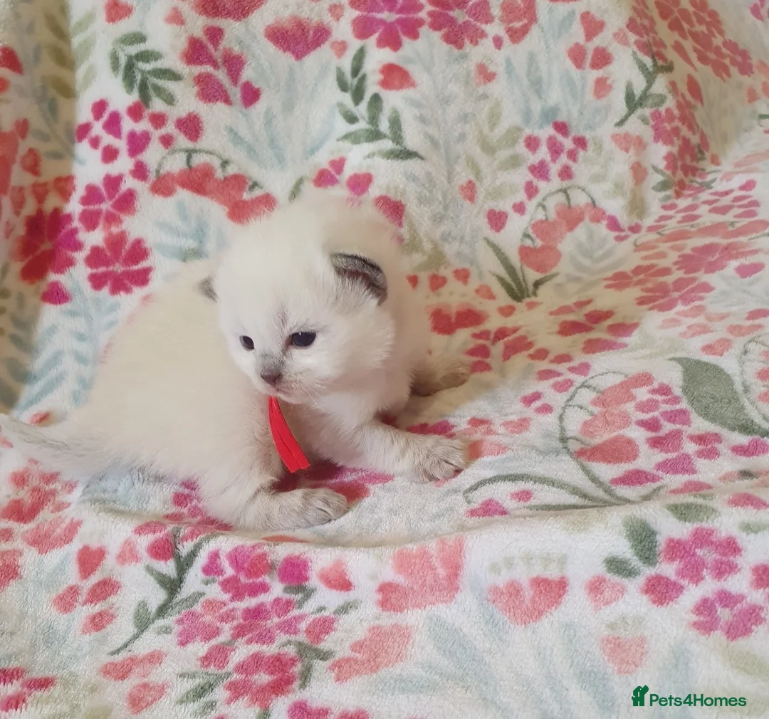 Ragdoll cats for sale: 💕 Beautiful Ragdoll kittens for sale 💕 - Advert 1