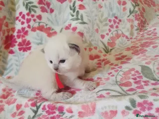 Ragdoll cats 💕 Beautiful Ragdoll kittens for sale 💕 - Advert 1