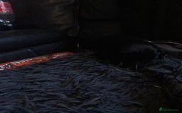 Mixed Breed dogs for sale: 9 BEAUTIFUL CHUNKY LABRADOR/COCKAPOO  - Image 19