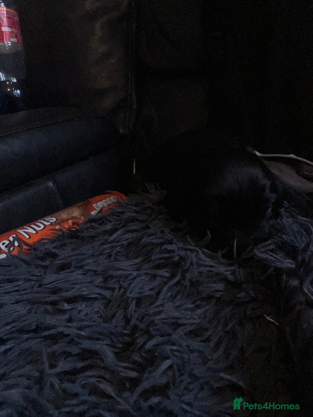 Mixed Breed dogs for sale: 9 BEAUTIFUL CHUNKY LABRADOR/COCKAPOO  - Image 19