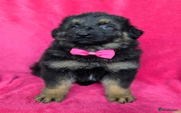 German Shepherd dogs for sale: Adorable German Shepherd puppies - Image 4
