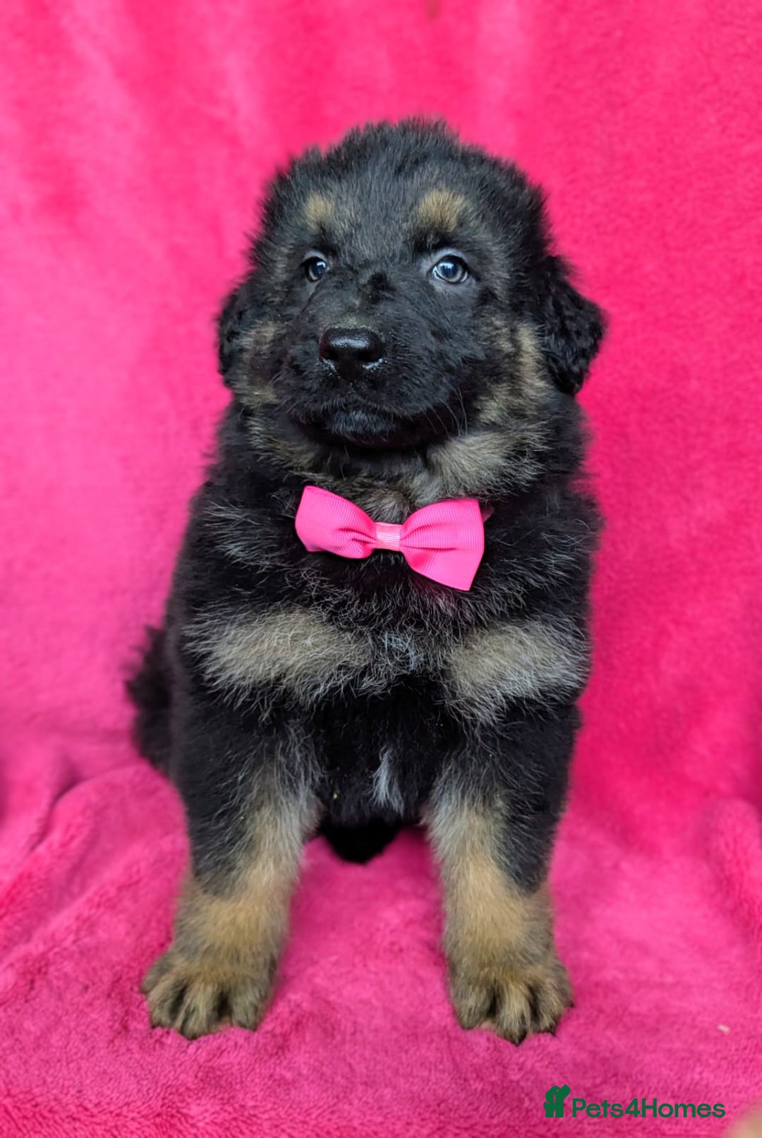 German Shepherd dogs for sale: Adorable German Shepherd puppies - Image 4