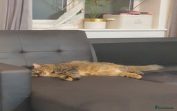 Mixed Breed cats for sale: Frankie  - Image 6