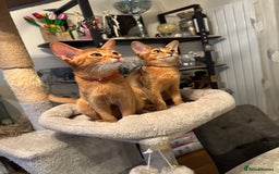 Abyssinian cats for sale: Abyssinian kittens looking for their new home - Image 16