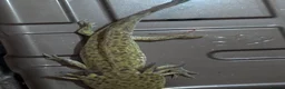Axolotl reptiles for sale: Beautiful hypo baby Axolotls available last few  - Advert 21