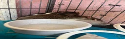 Rat rodents for sale: 4 male rats with complete set up  - Advert 9