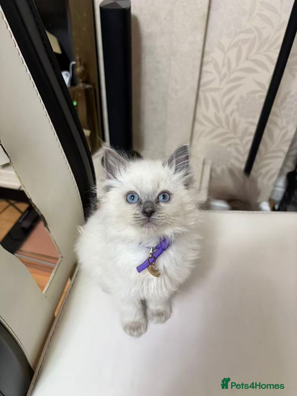 Ragdoll cats Ragdoll cat - Advert 2