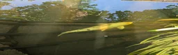 Koi Carp fish for sale: Japanese Koi Carp x 3 huge Golden Orfe x 1 - Advert 10