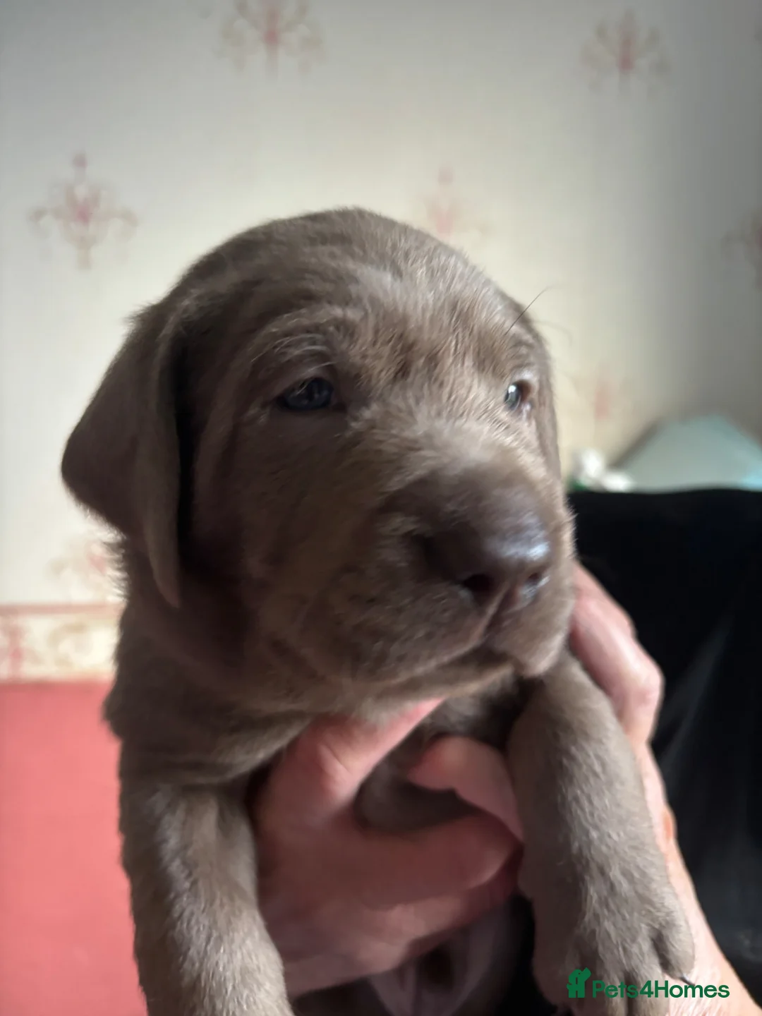 Labrador Retriever dogs for sale: WAITLIST IS OPEN FOR OUR NEXT LITTER - Advert 35