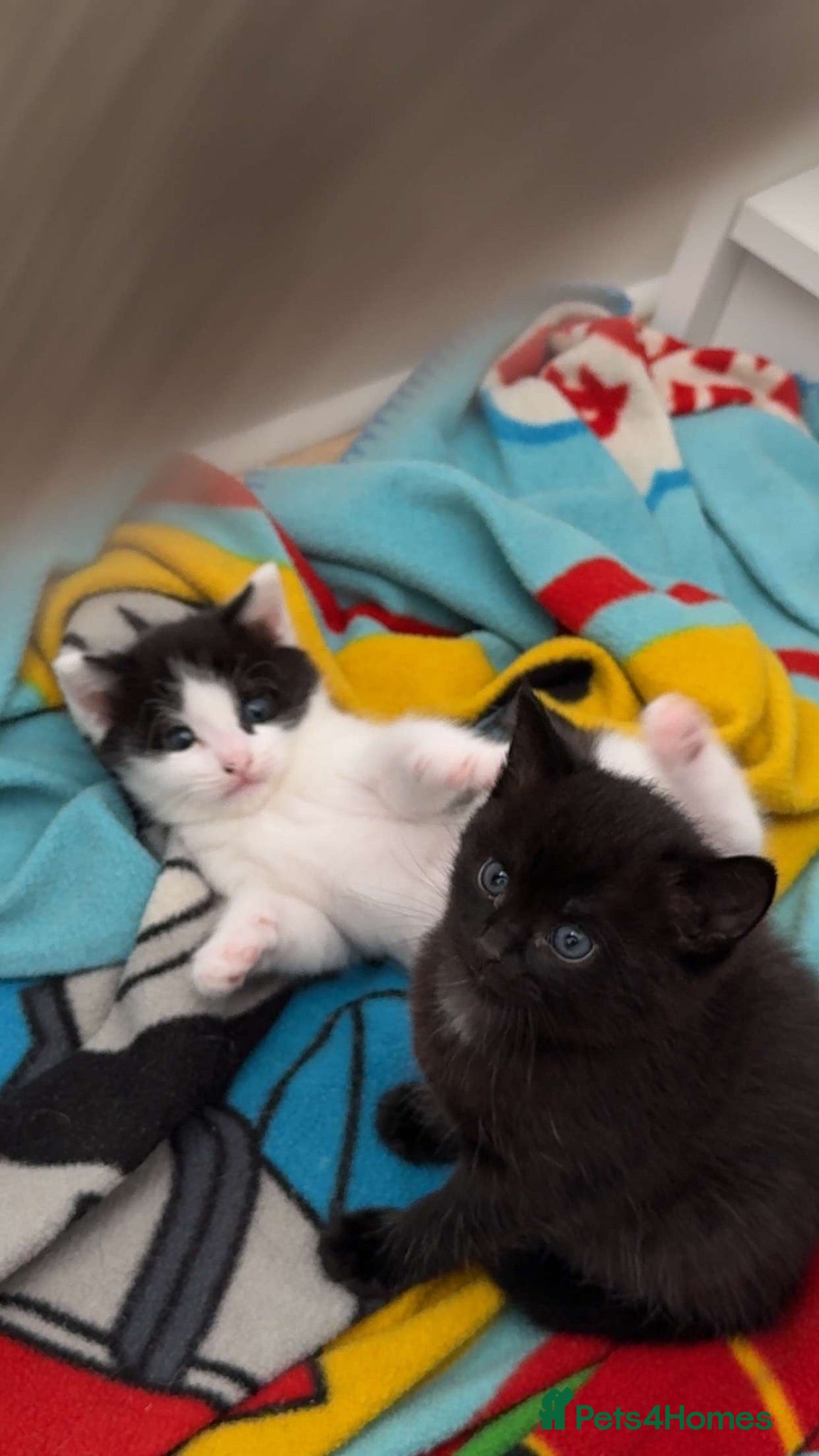 Mixed Breed cats Beautiful, playful kittens - Advert 21