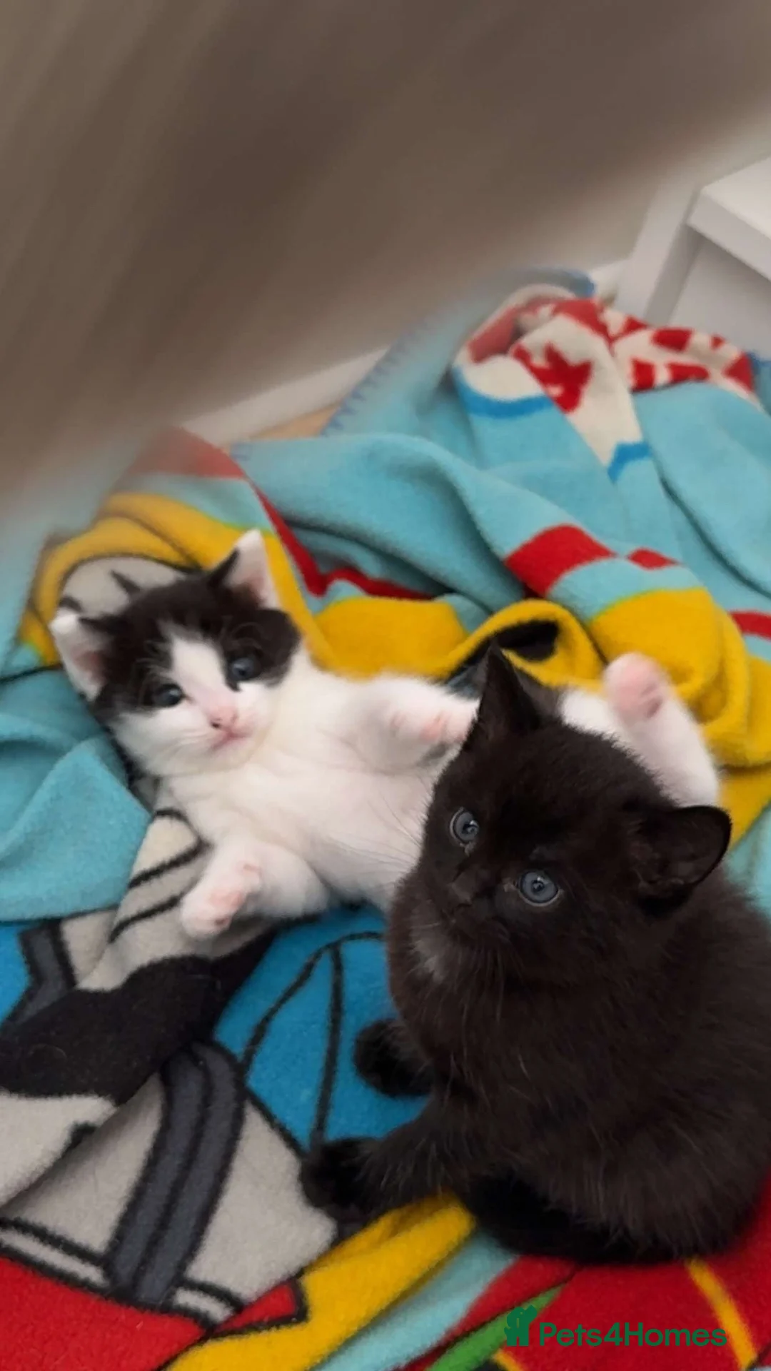 Mixed Breed cats for sale: Beautiful, playful kittens in Bridgwater - Advert 3