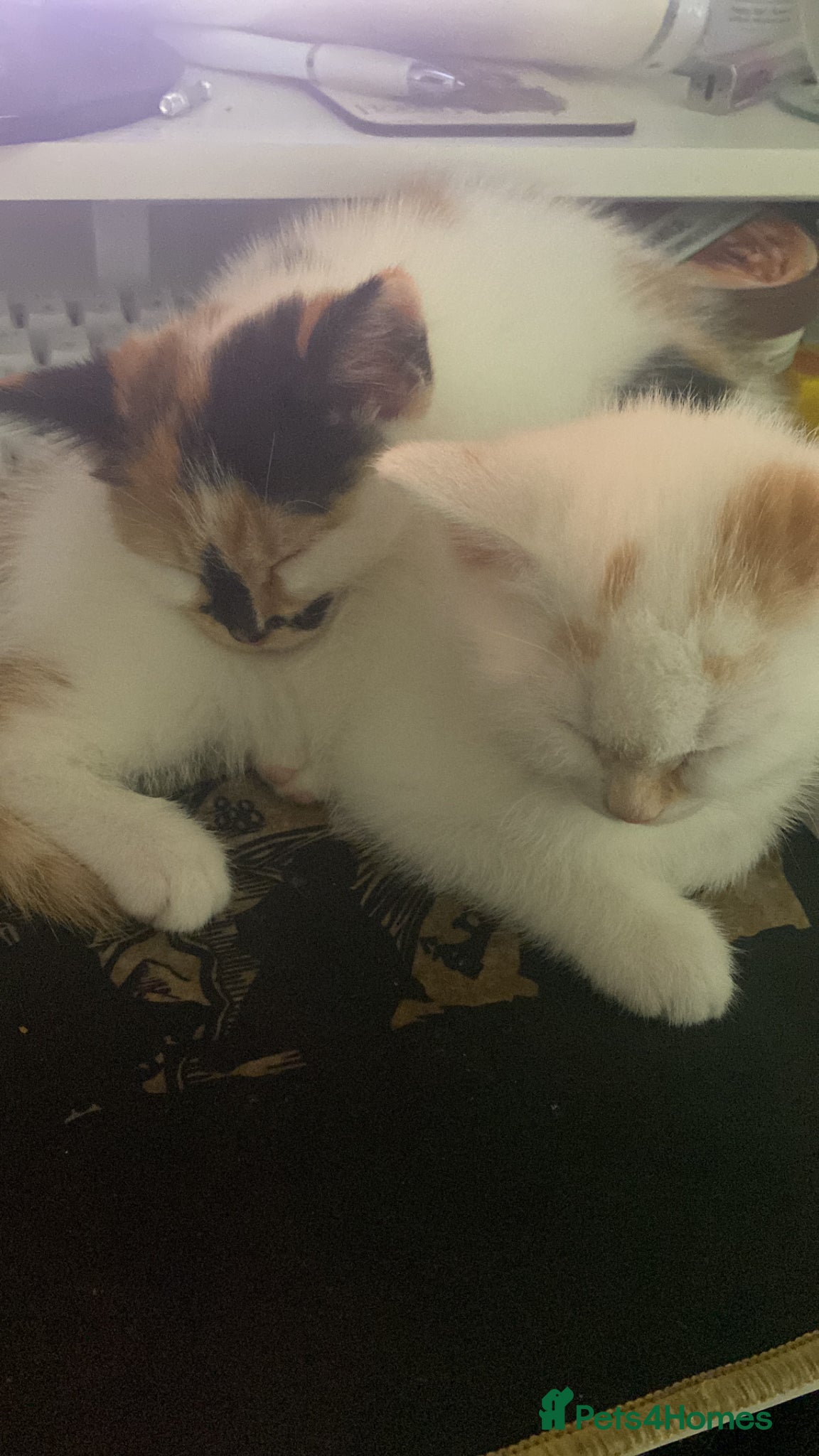 Mixed Breed cats Gorgeous colourful unique kittens for sale   - Advert 1