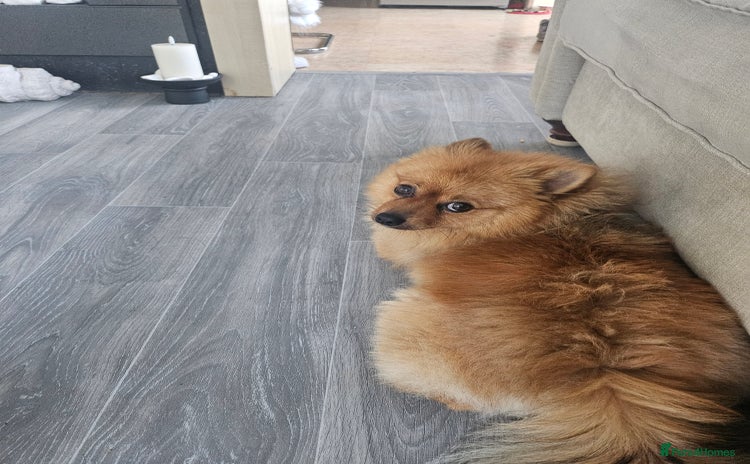 Pomeranian dogs - Advert 1