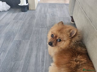 Pomeranian dogs - Advert 7