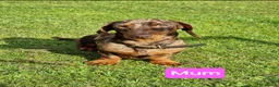 Dachshund dogs for sale: KC registered miniture dachund puppies - Advert 8