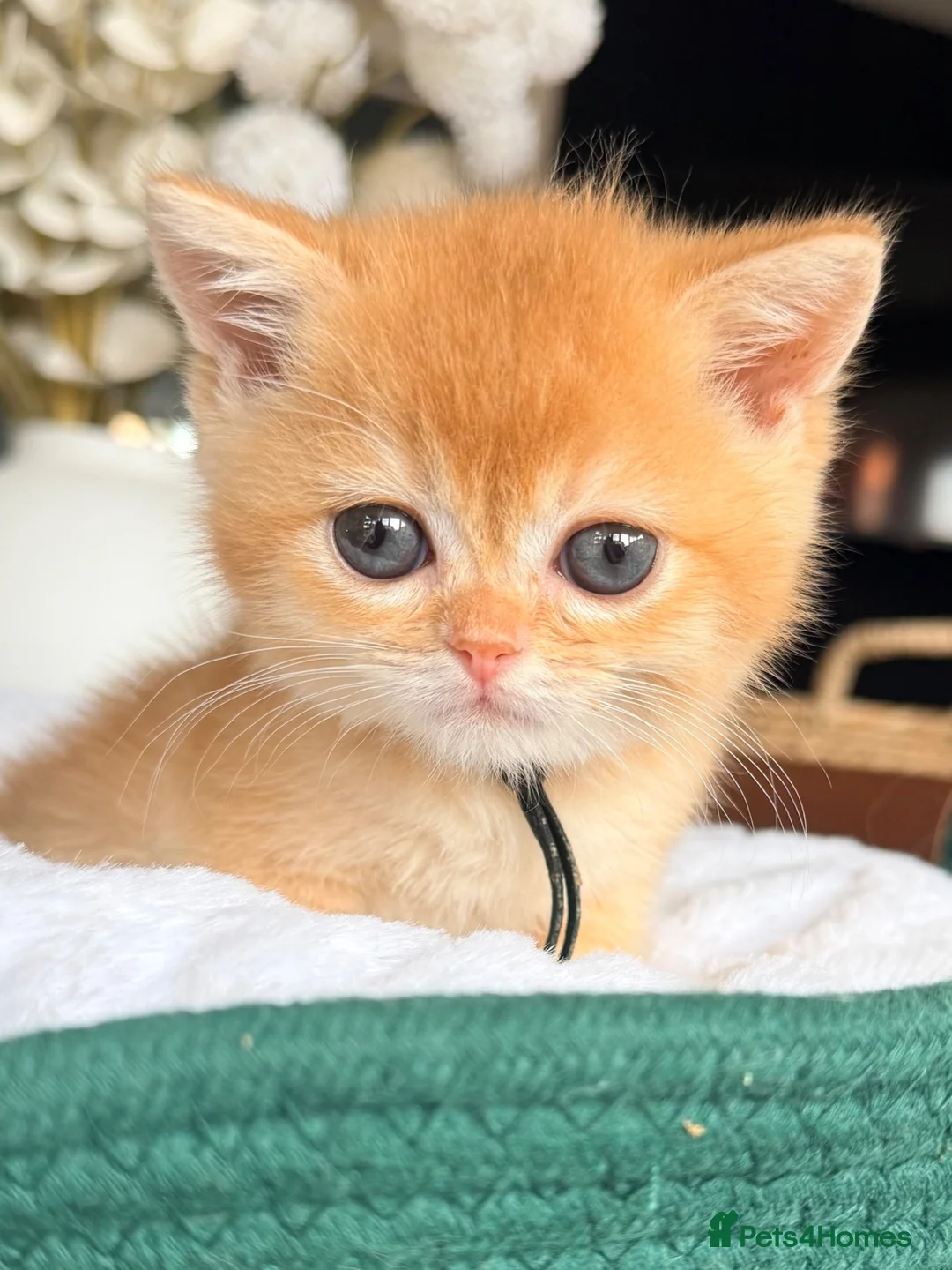 British Shorthair cats for sale: 5 stunning golden bsh kittens  - Advert 35
