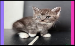 British Shorthair cats for sale: BSH KITTENS - Image 9