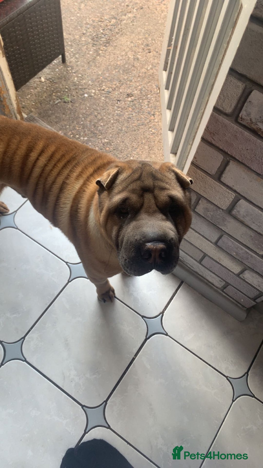Shar Pei dogs for sale: Shar pei dog for sale (will except offers to £150) - Image 6