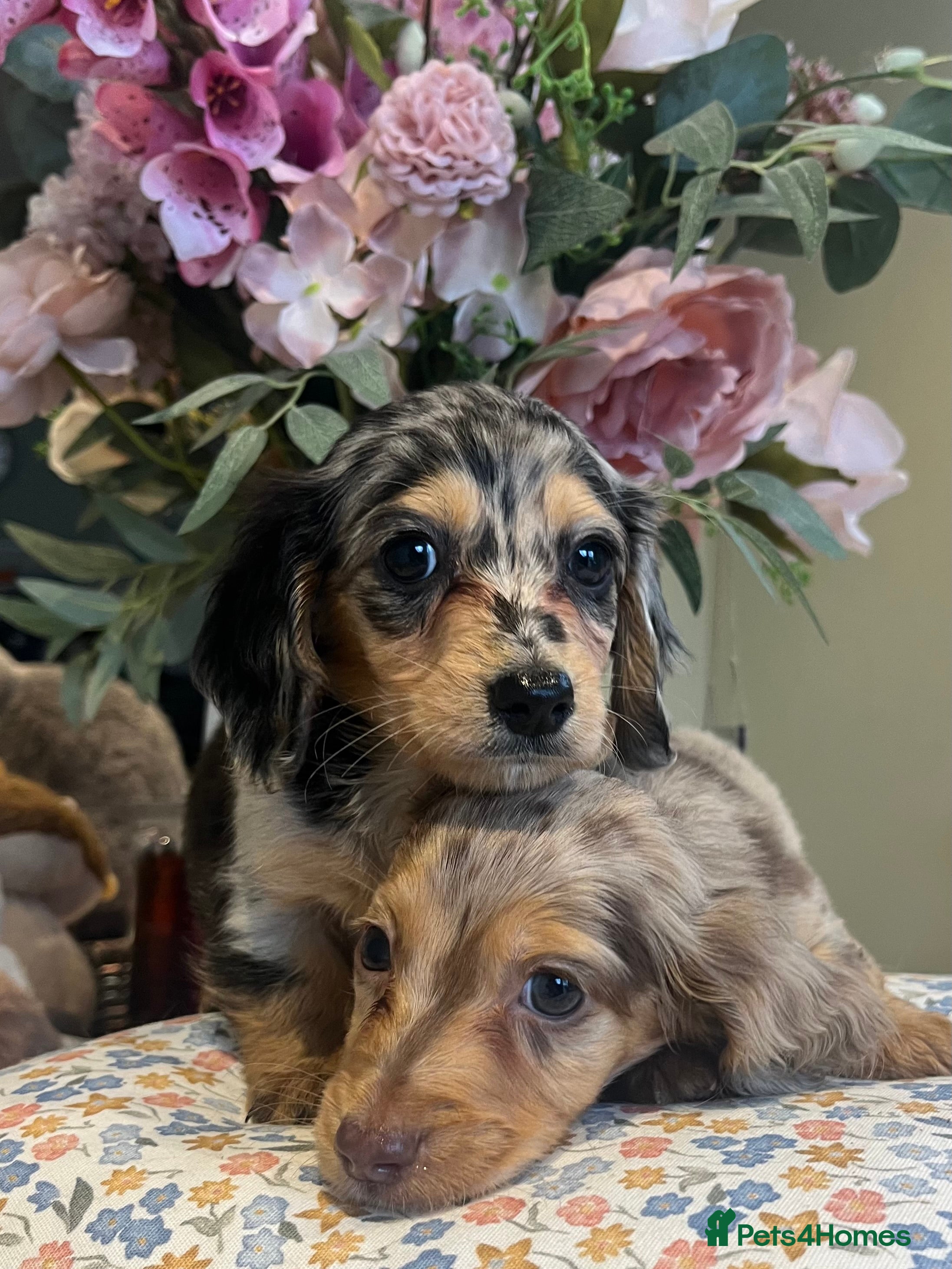 Miniature Dachshund dogs Mini long haired dachshund pups - Advert 17