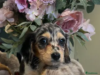 Miniature Dachshund dogs Mini long haired dachshund pups - Advert 17