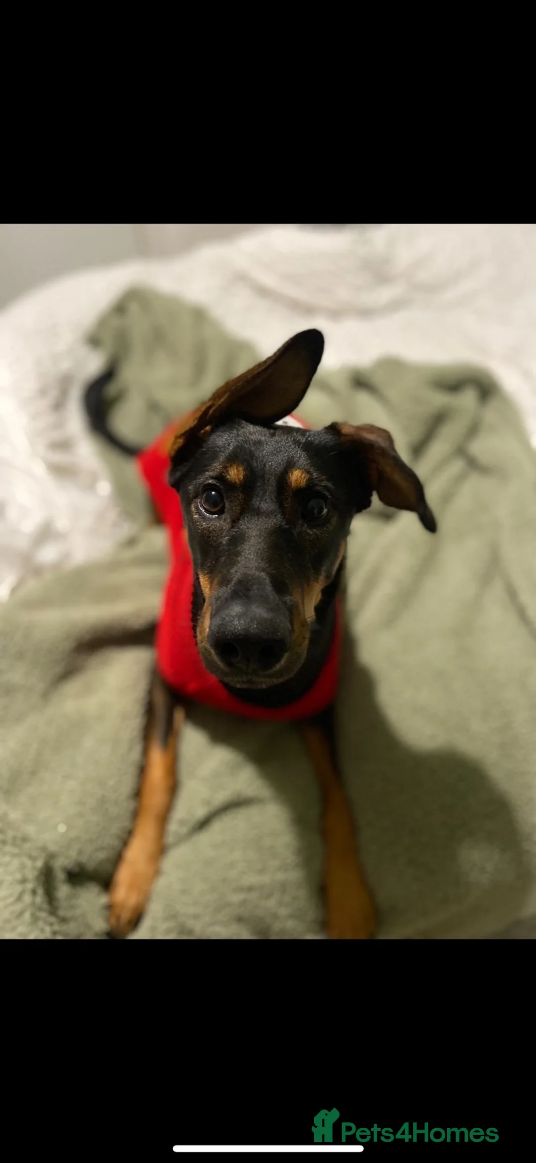 Mixed Breed dogs for sale:  Beautiful koda the cuddler in Stone - Advert 5