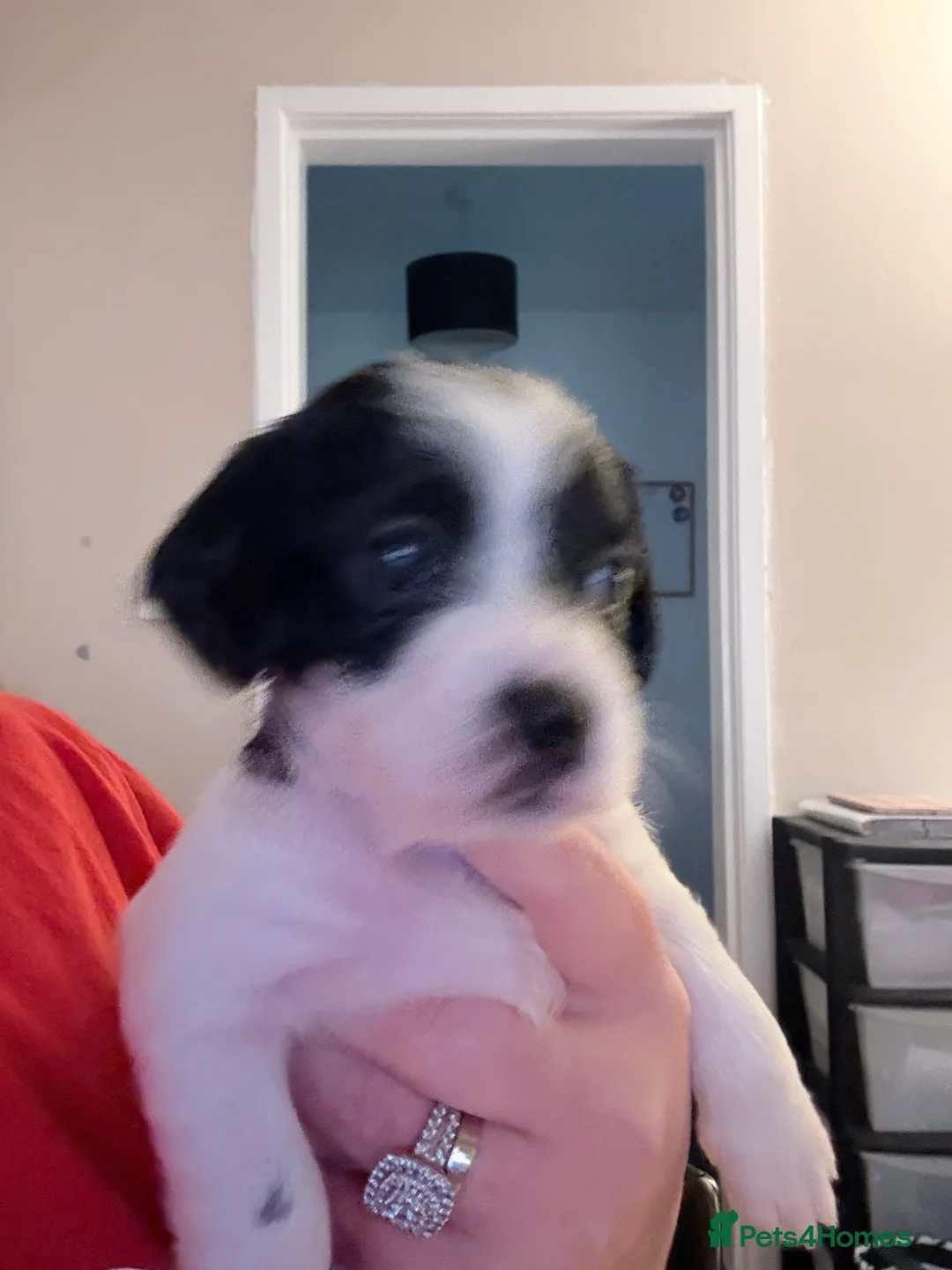 Mixed Breed dogs for sale: 1 boy and 1 girl for sale dashund x poochon - Advert 7