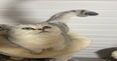 British Shorthair cats - Advert 9