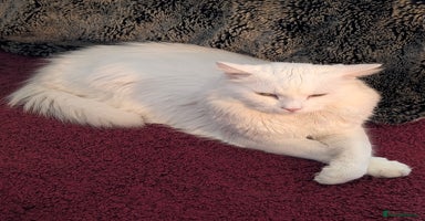 Mixed Breed cats - Advert 9