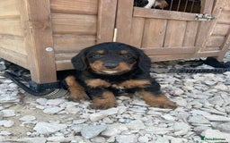 Doxiepoo dogs for sale: Doxiepoos - Image 3