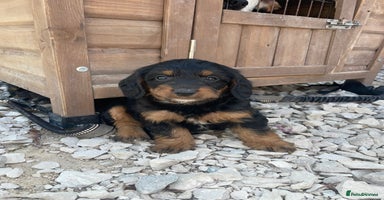 Doxiepoo dogs - Advert 7