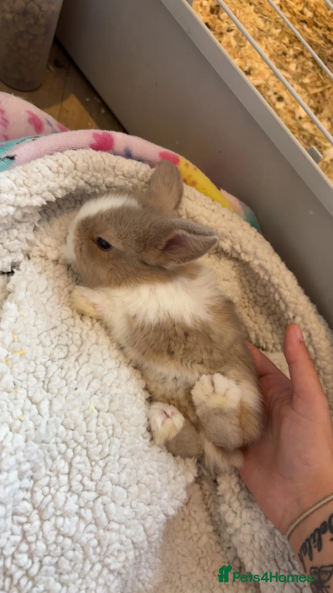 Mini Lop rabbits for sale: Pure breed mini lops  - Advert 2