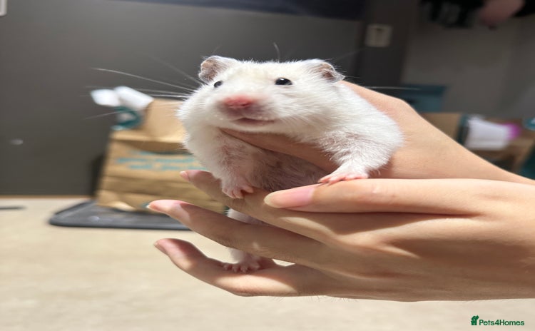 Hamster rodents - Advert 2