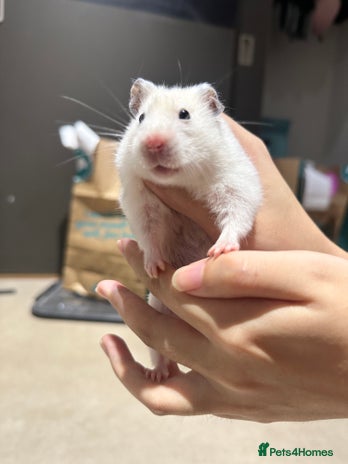 Hamster rodents - Advert 12