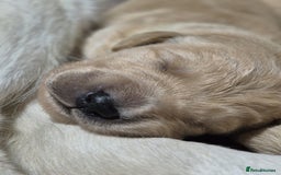 Golden Retriever dogs for sale: Exceptional litter of golden puppies. - Image 4