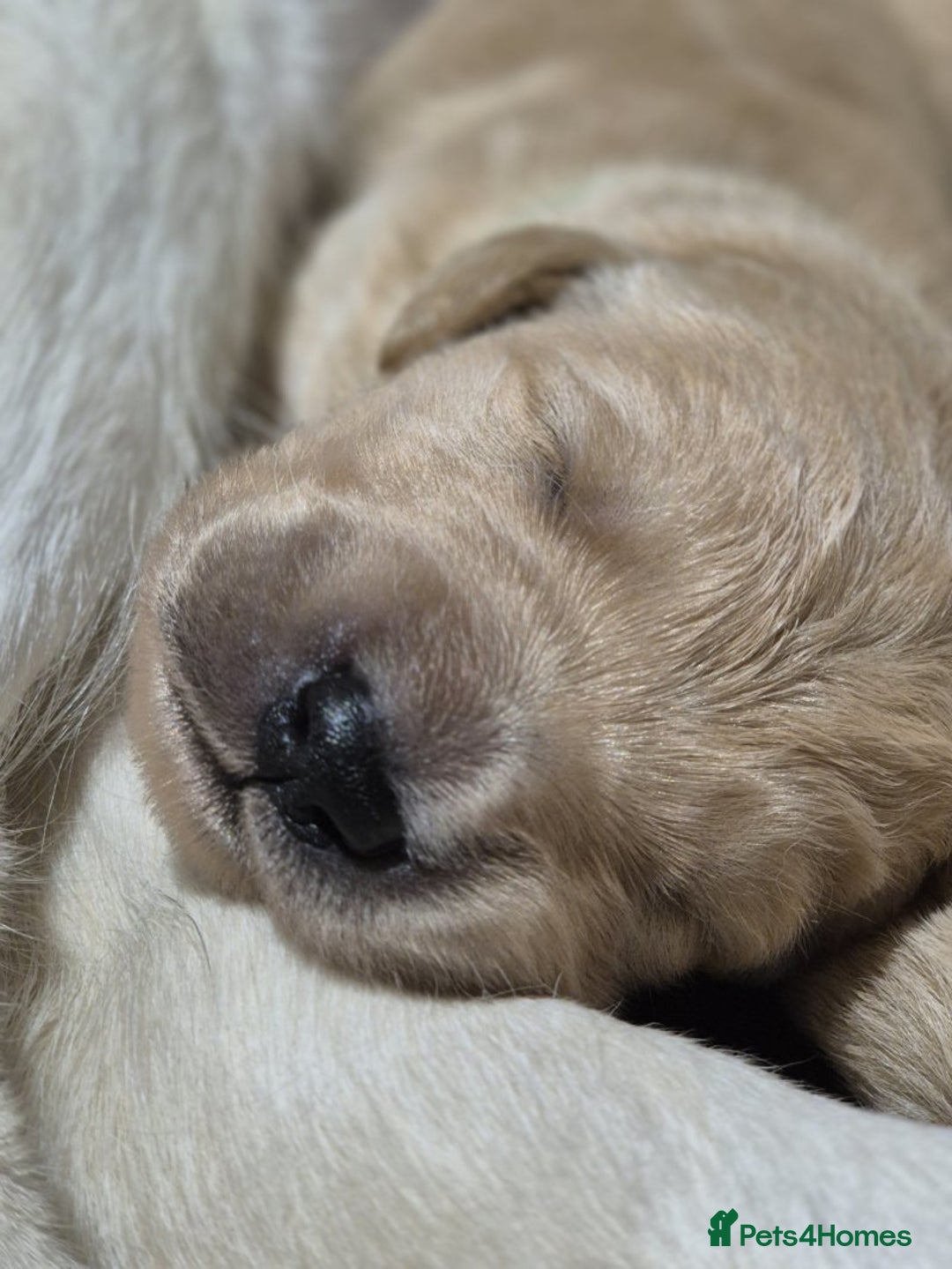 Golden Retriever dogs for sale: Exceptional litter of golden puppies. - Image 4