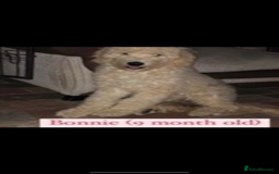 Goldendoodle dogs for sale: Available Now 🐶Standard GoldenDoodle Puppies🐶 - Image 16