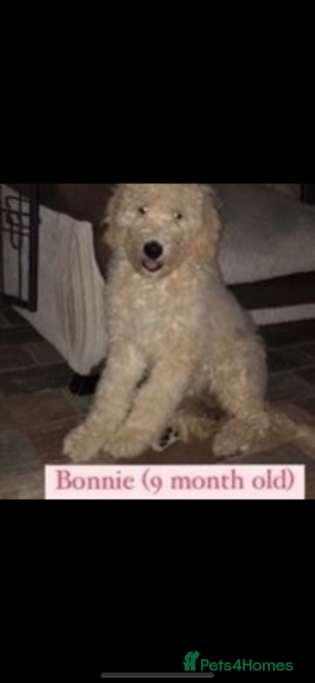 Goldendoodle dogs for sale: Available Now 🐶Standard GoldenDoodle Puppies🐶 - Image 16