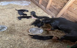 Rottweiler dogs for sale: Rottweiler pups - Image 2