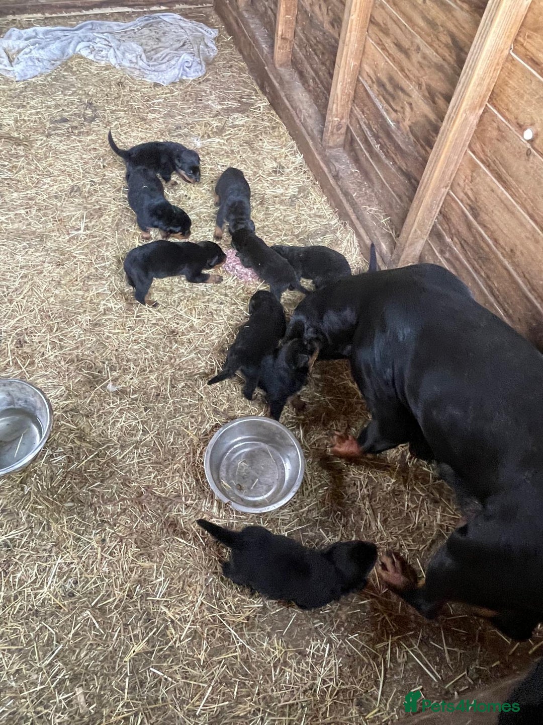 Rottweiler dogs for sale: Rottweiler pups - Image 2
