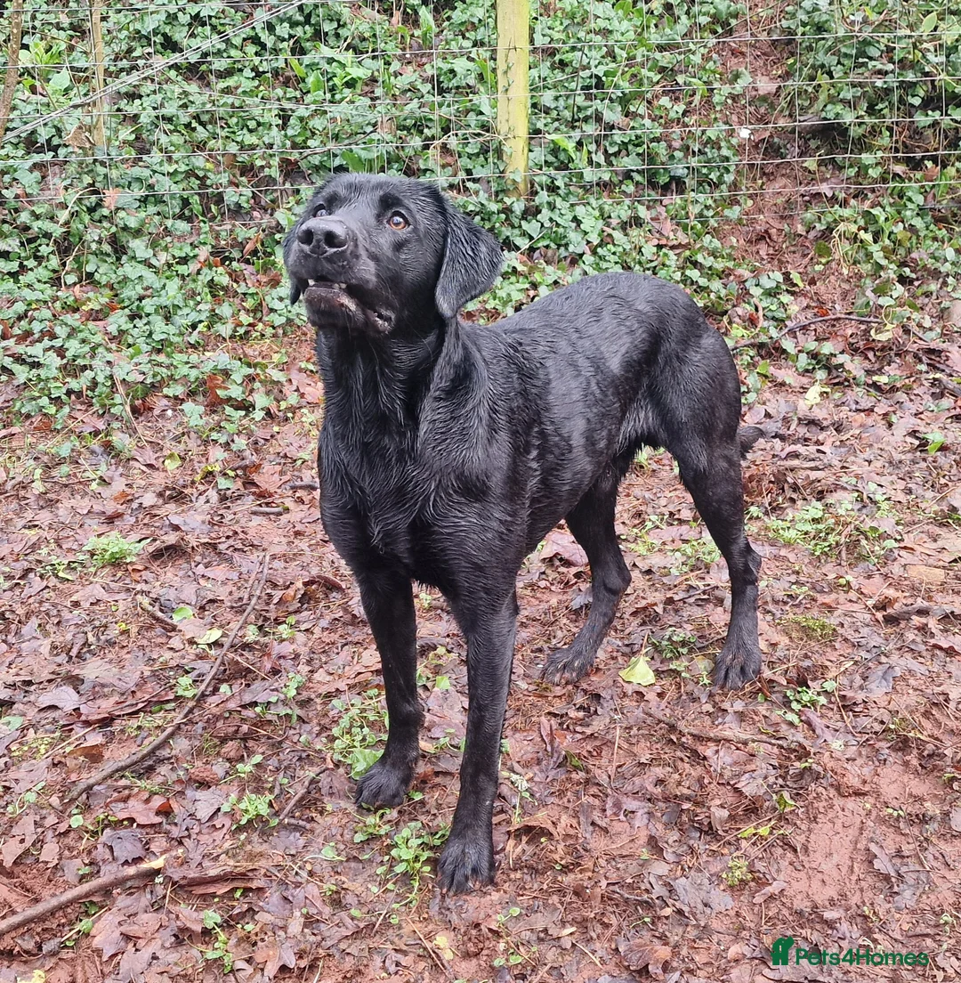 Labrador Retriever dogs for stud: KC Health Tested Labrador Stud 0/0 Hips/ Elbows - Advert 3