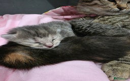 Ragdoll cats for sale: 4 female kittens  - Image 3