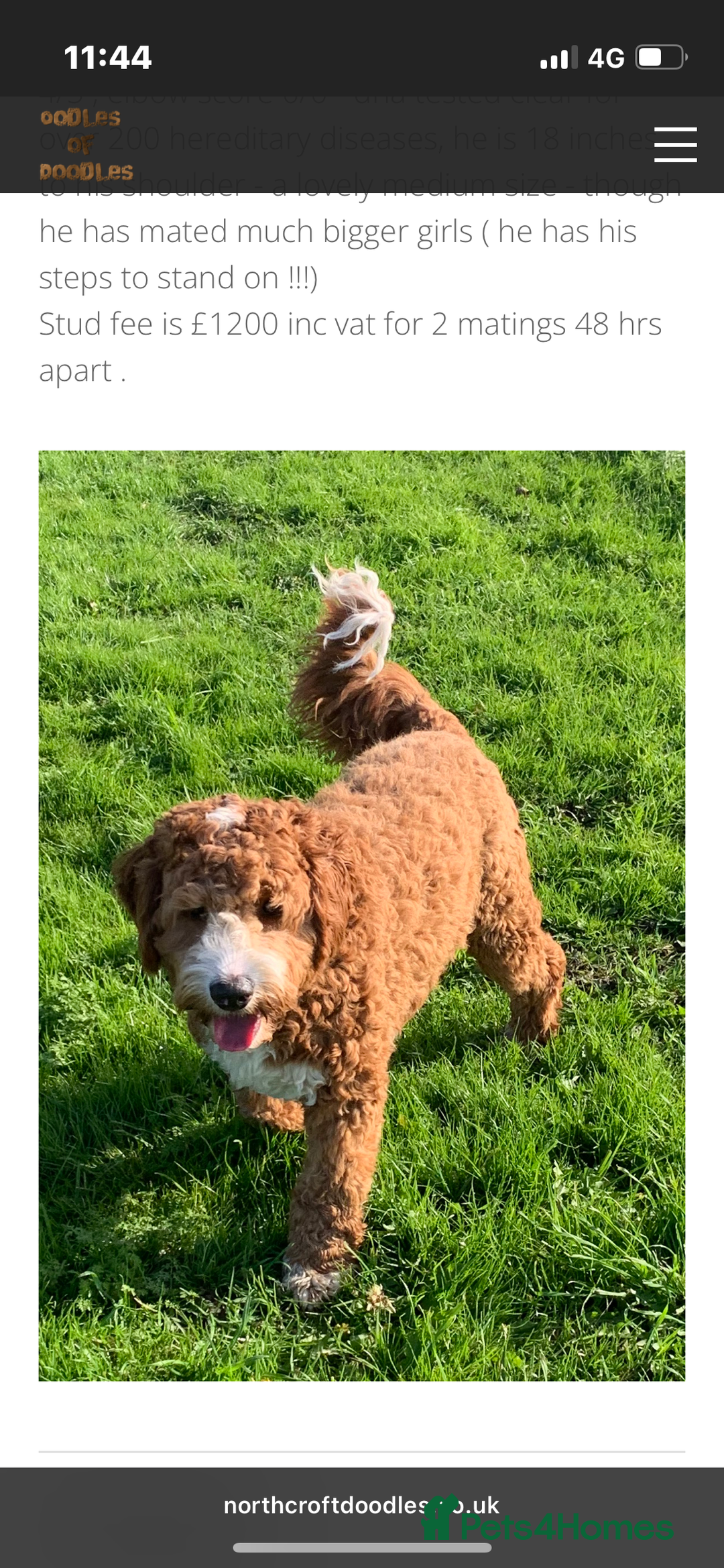 Australian Labradoodle dogs for sale: Multigen Australian Labradoodle Puppies  - Advert 6