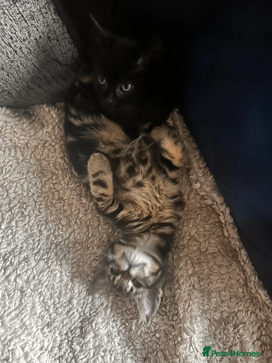 Maine Coon cats for sale: Gorgeous maincoon cross bengal baby girls - Advert 4