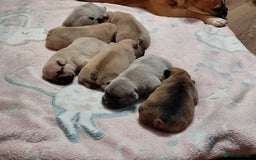 French Bulldog dogs for sale: French bulldog puppies - Image 12