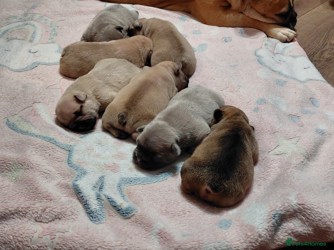 French Bulldog dogs for sale: French bulldog puppies - Image 12