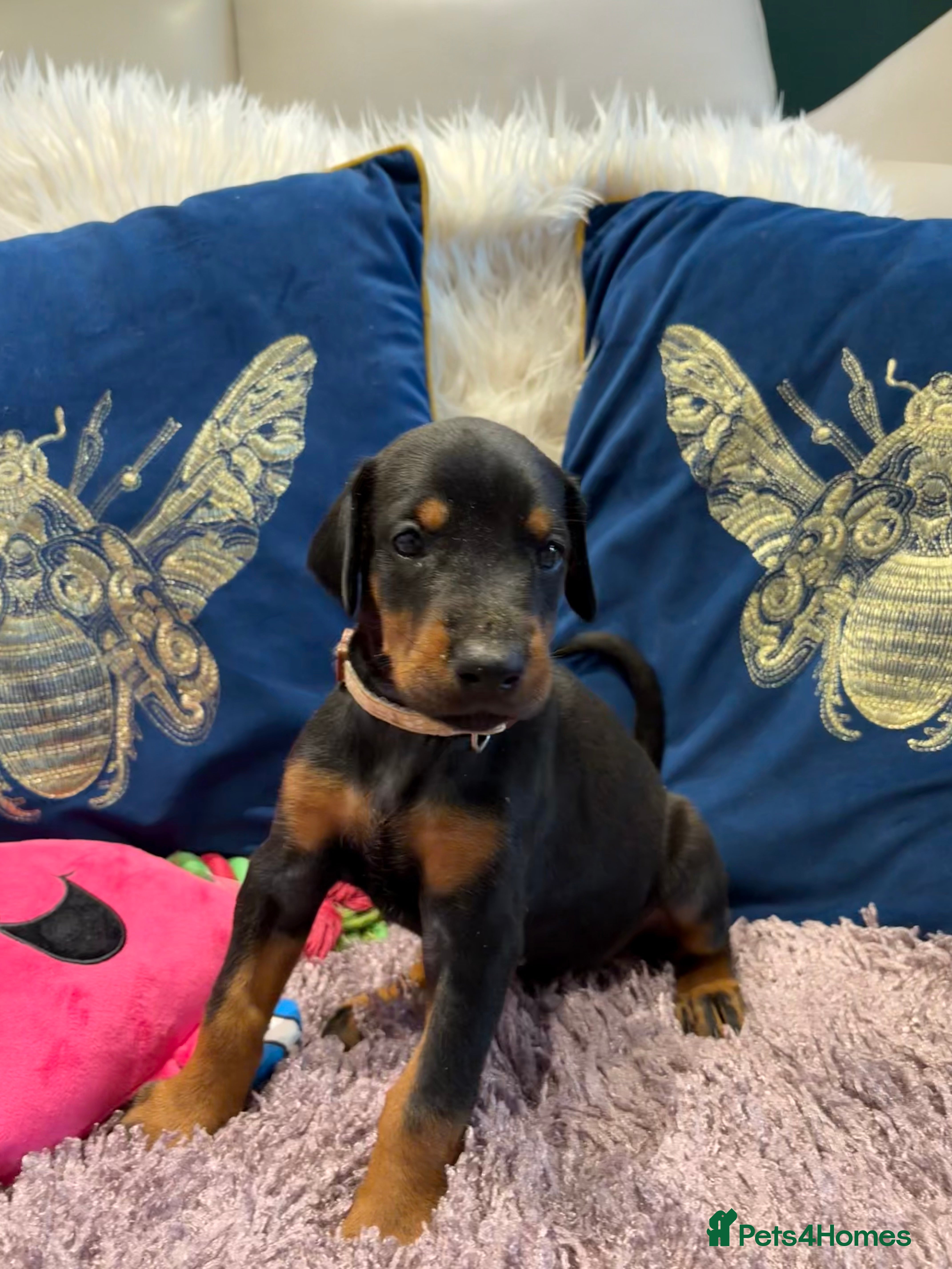 Dobermann dogs KC registered exclusive Dobermann puppies  - Advert 2