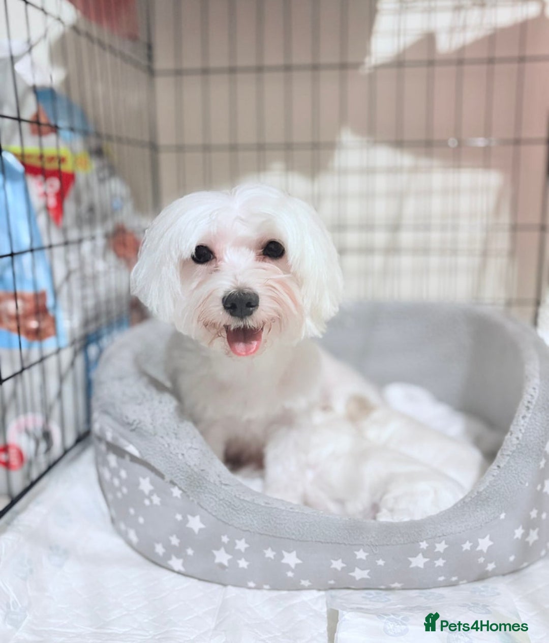 Bichon Frise dogs for sale: Bichon puppy for sale  - Advert 6